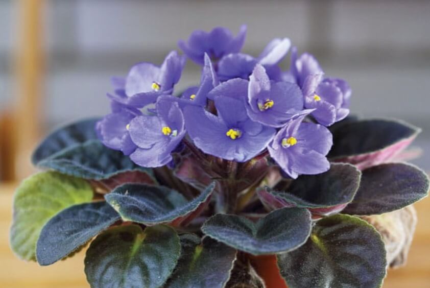 House plants that produce flowers, such as the dainty African violet, bring another dimension to a display.