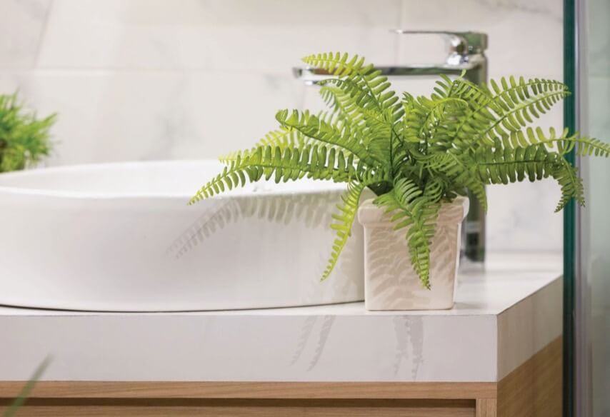 Plants that need humidity, such as this Boston fern (Nephrolepis exaltata), are an ideal choice for the steamy conditions in a bathroom