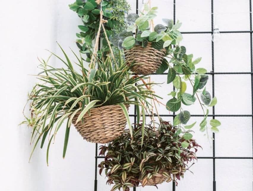 Hanging plants help to draw the eye upwards and can make a small room feel bigger.
