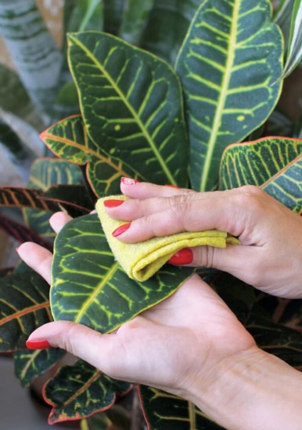 Regularly cleaning house plant leaves with a soft, damp cloth helps to keep them dust-free and allows light to get to the leaf pores.