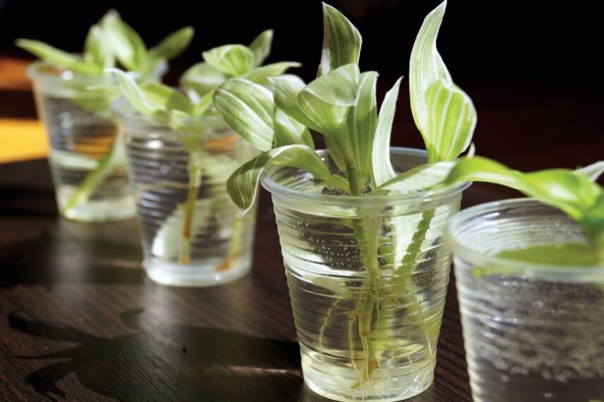 When silver-inch plant stems are placed in a glass of water they will start to develop roots in just a few weeks.