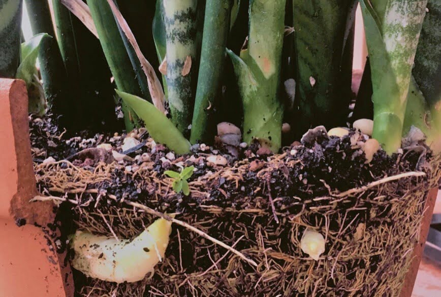 The stiff, sharp leaves of snake plant or mother-in-law’s tongue arise from a fleshy, underground rhizome. Pieces of rhizome with one leaf can be detached to form new plants.