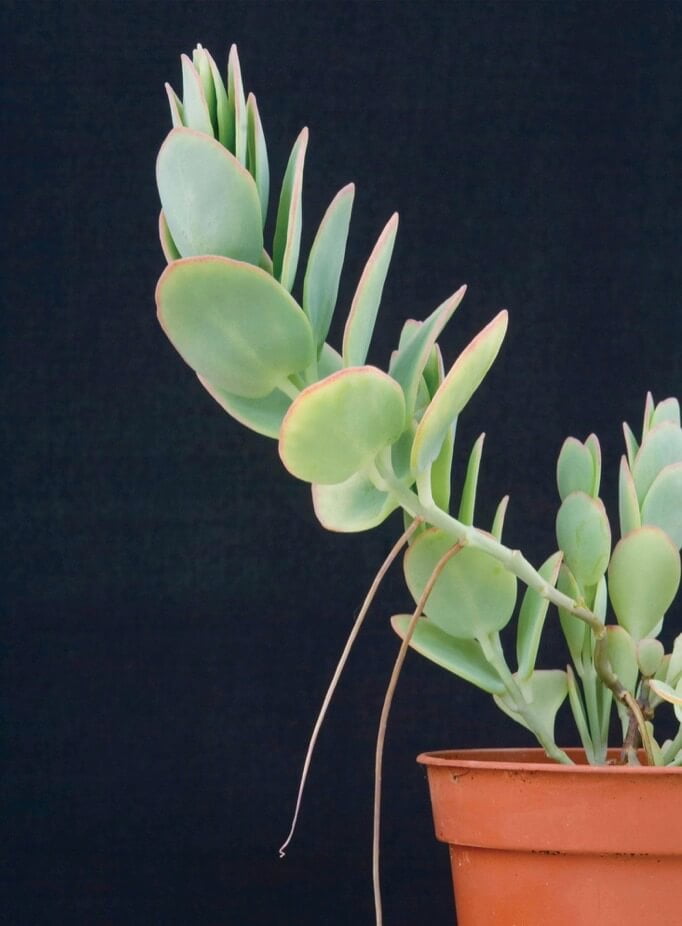 Some succulents produce aerial roots on older stems: these can be detached and potted up.