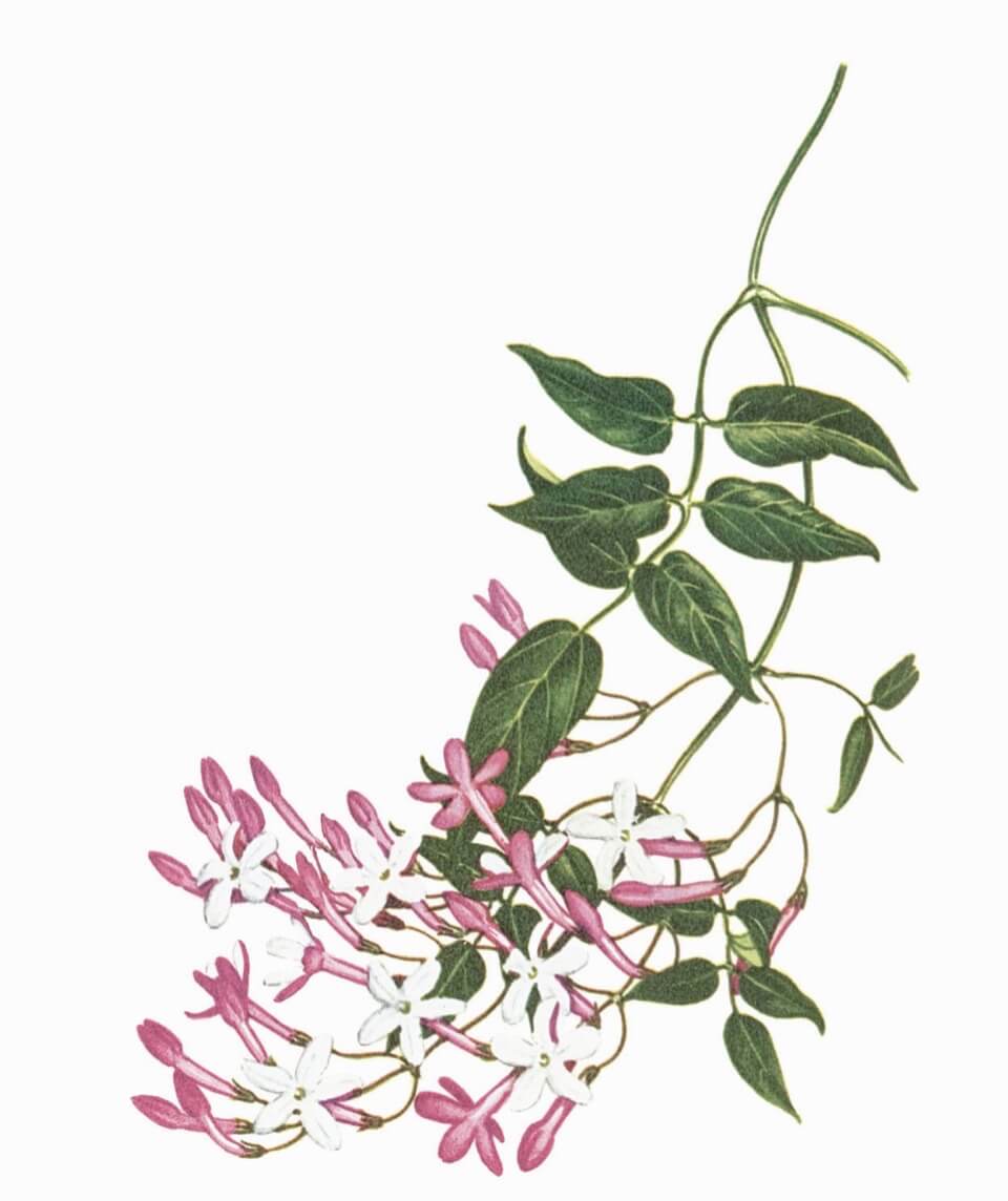 Jasmine Jasminum polyanthum aka scented Chinese jasmine, pink jasmine vine