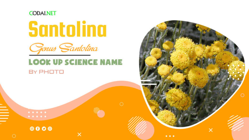 Look up Science Name by Photos: All species (& cultivars) from genus Santolina