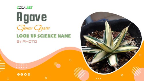 Look up Science Name by Photos: All species (& cultivars) from genus Agave