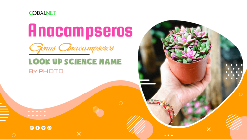 Look up Science Name by Photos: All species (& cultivars) from genus Anacampseros