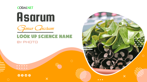 Look up Science Name by Photos: All species (& cultivars) from genus Asarum