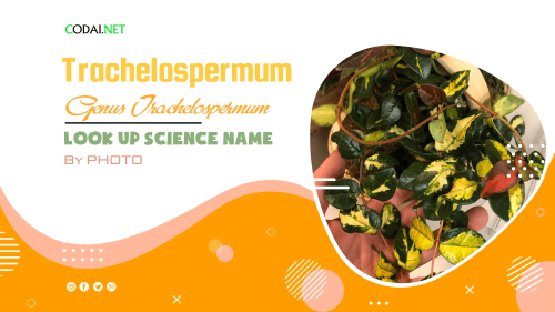 Look up Science Name by Photos: All species (& cultivars) from genus Trachelospermum