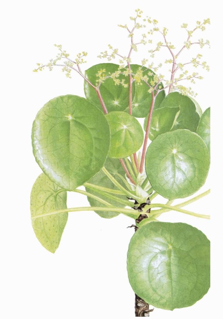 Missionary plant Pilea peperomioides aka Chinese money plant, pancake plant, UFO plant” Excerpt From- Kay Maguire. “The Kew Gardener's Guide to Growing House Plants.” Apple Books.
