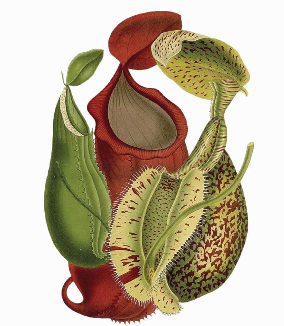 Nepenthes sanguinea aka tropical pitcher plant