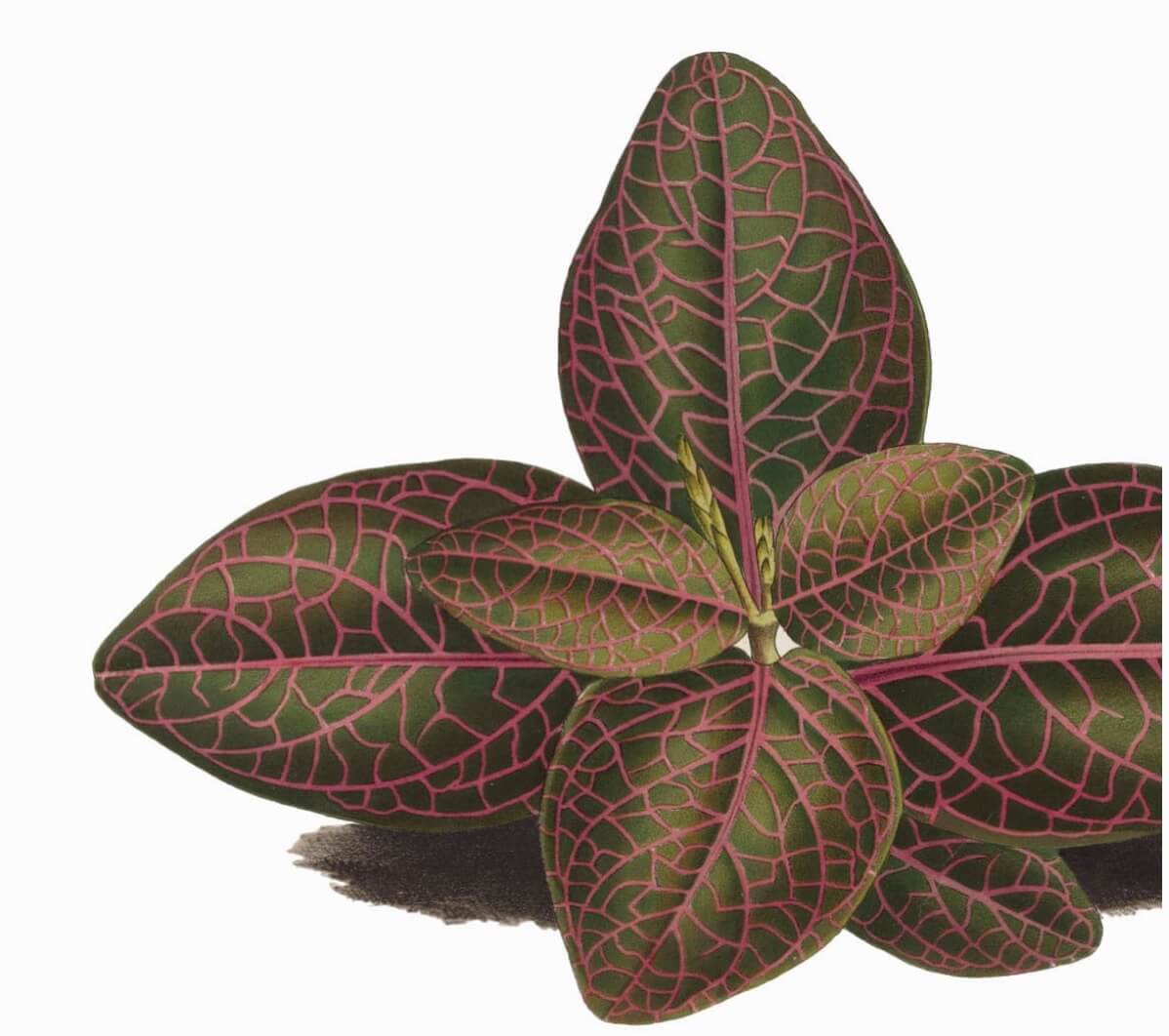 Mosaic plant Fittonia albivenis Verschaffeltii Group aka nerve plant, silver net plant