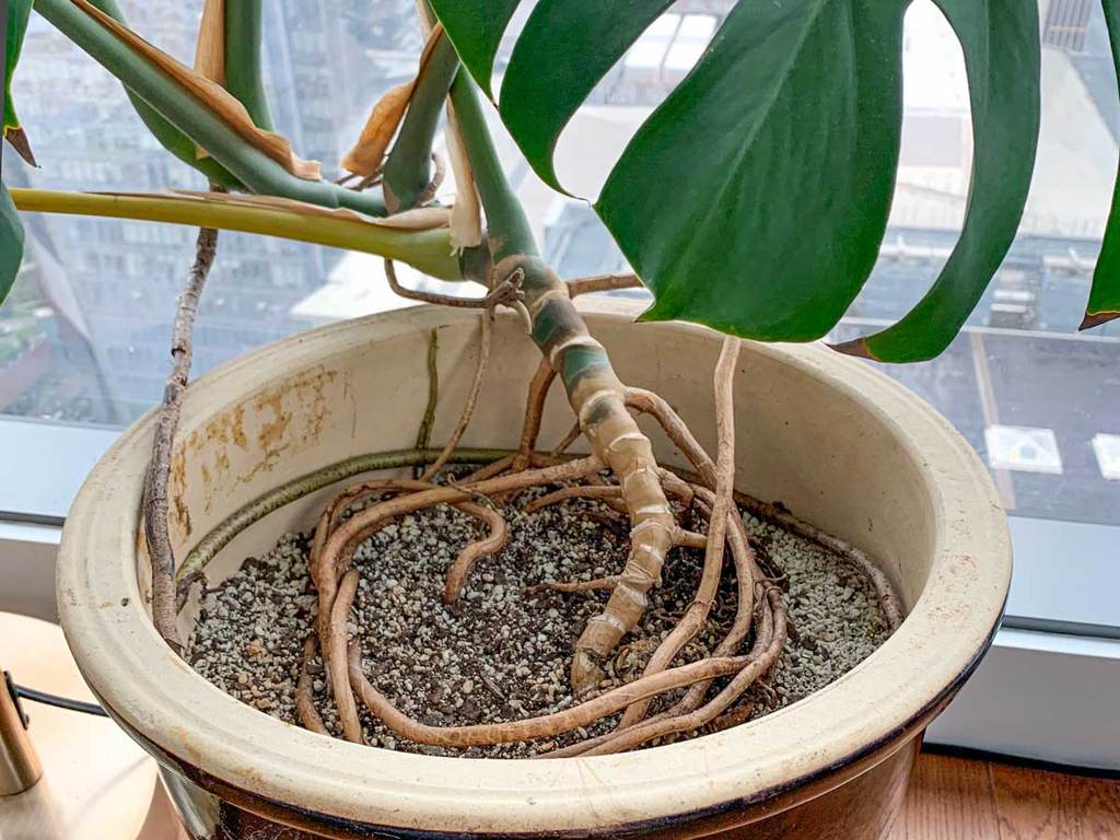 Một cây Monstera deliciosa lộ thân và phát triển quá nhiều rễ không khí thừa, dấu hiệu cho thấy cây nên được sang chậu mới.