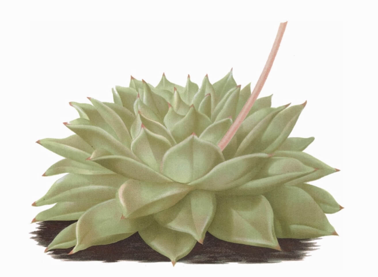 Moulded-wax succulent Echeveria agavoides aka wax agave