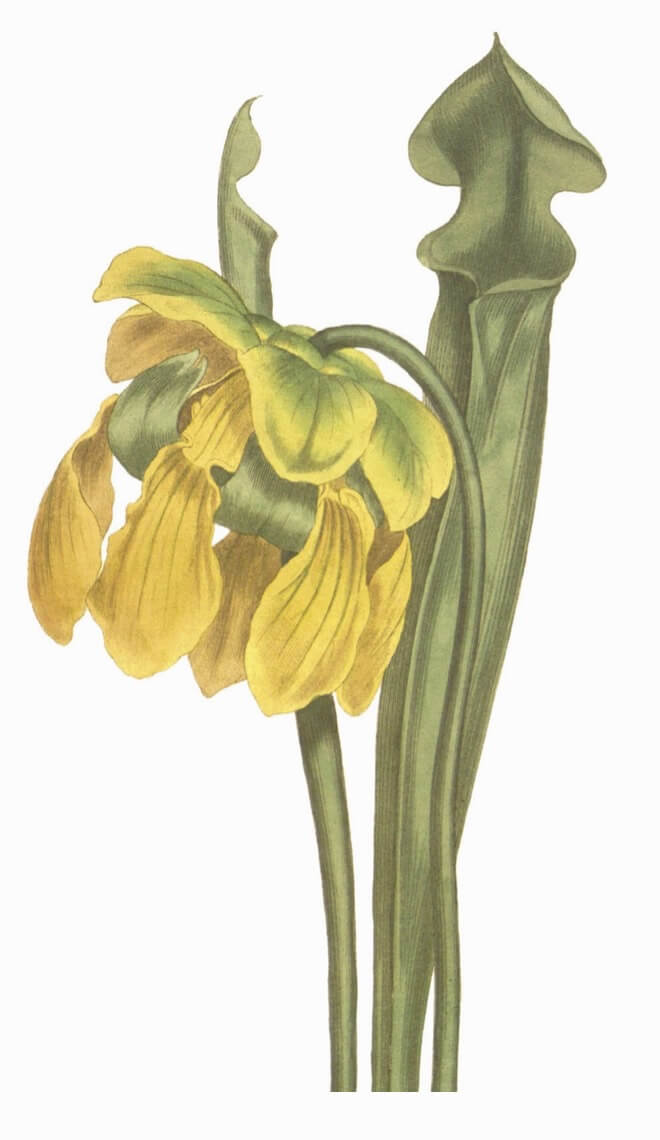 North American pitcher plant Sarracenia flava aka trumpet pitchers, pitcher plant, huntsman’s horns