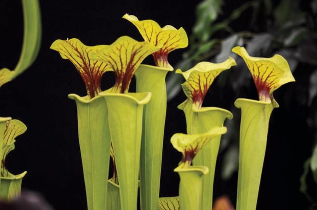 North American pitcher plant Sarracenia flava aka trumpet pitchers, pitcher plant, huntsman’s horns