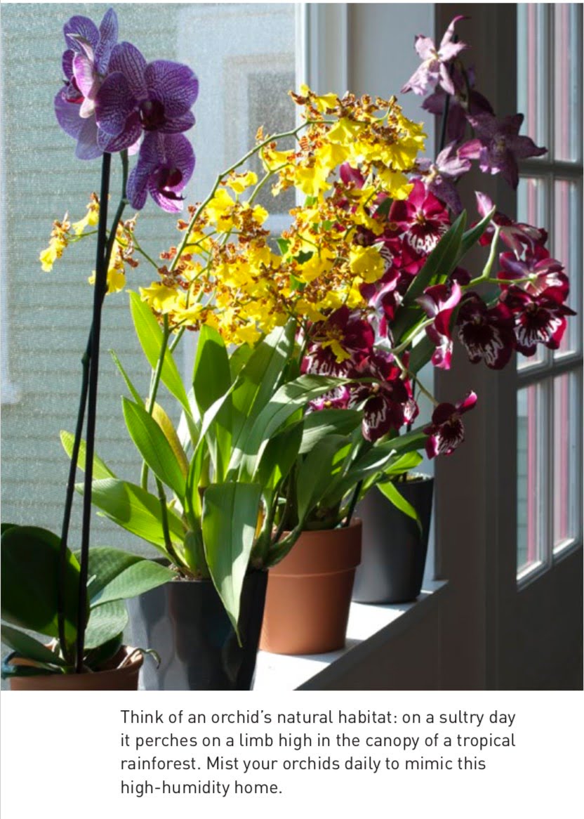 Think of an orchid’s natural habitat: on a sultry day it perches on a limb high in the canopy of a tropical rainforest. Mist your orchids daily to mimic this high-humidity home.