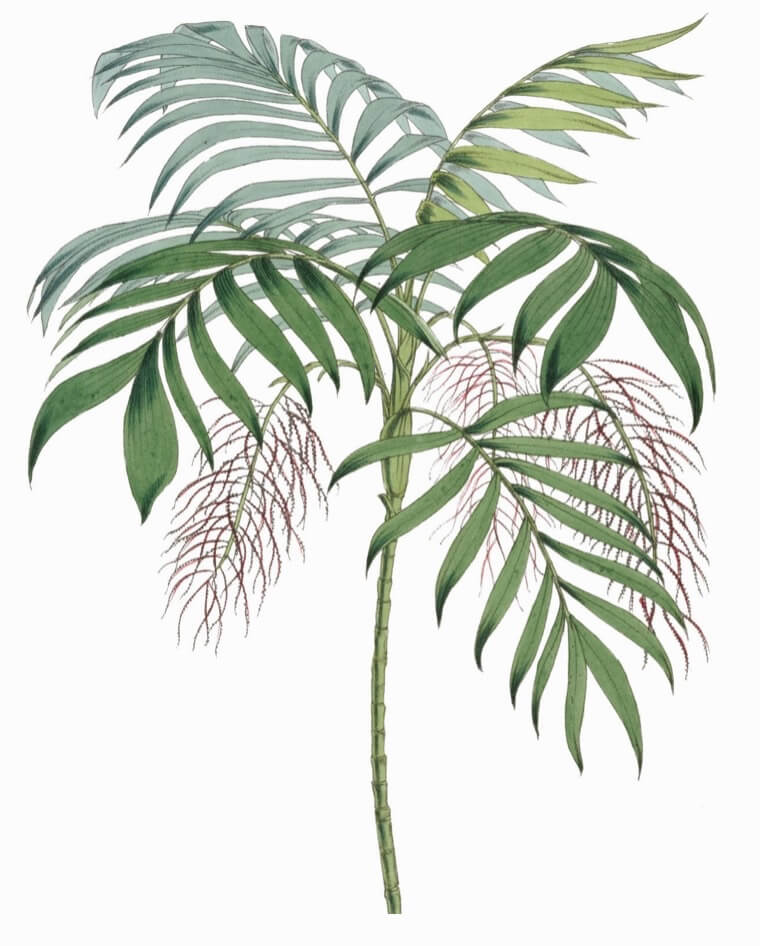 Parlour palm Chamaedorea elegans aka dwarf mountain palm