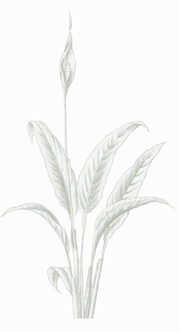 Peace lily Spathiphyllum wallisii aka white sails, spathe flower