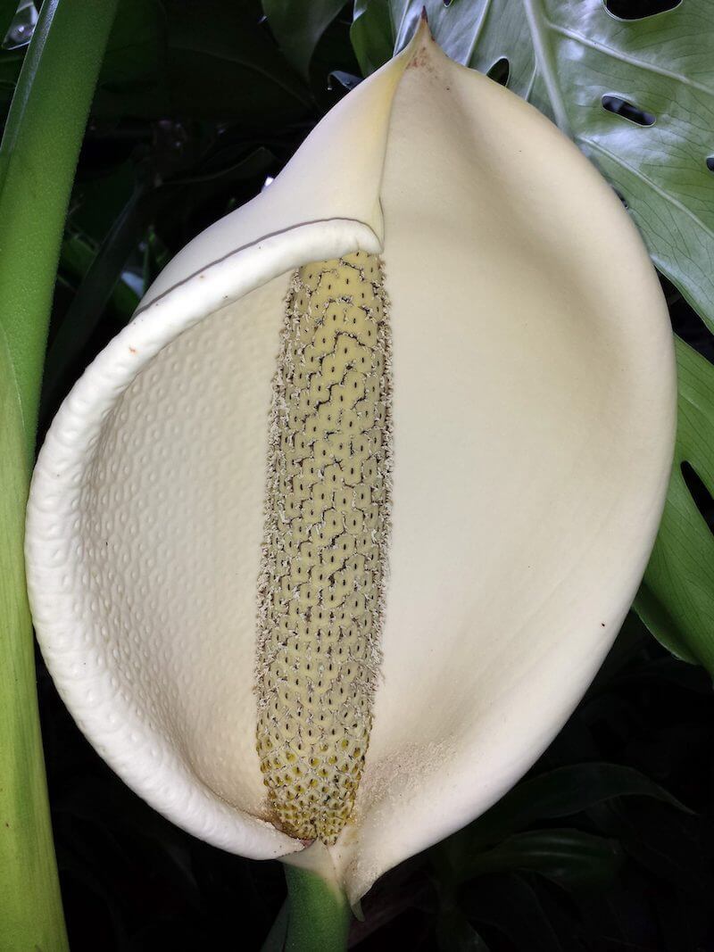 Đây là hoa của Monstera deliciosa ( Philodendron pertusumare). Phần màu trắng như vỏ sò úp vào không phải là hoa thực sự về mặt thực vật học, nó chỉ là một phần cuống. Hoa thực sự nằm ở phần lõi bên trong, nhỏ li ti, mỗi bông sẽ tạo ra một quả nhỏ giống như quả mâm xôi.