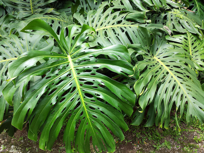 Monstera deliciosa ( Philodendron pertusumare): Lá trưởng thành xẻ thuỳ và có lỗ thực sự gây mê đắm lòng người.