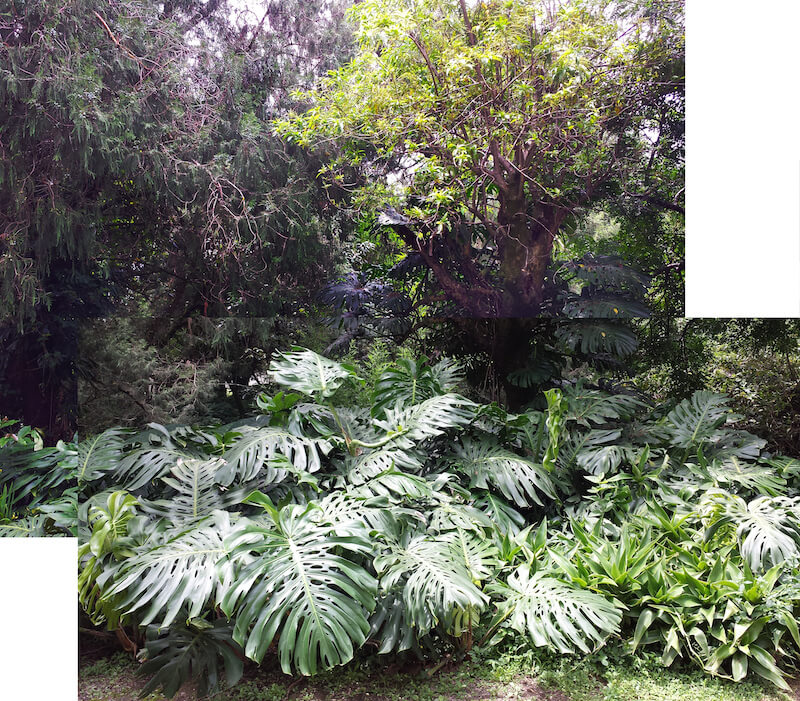 Monstera deliciosa (Philodendron pertusumare): Một quần thể cây tự nhiên ở Tepoztlan, Morelos, Mexico. Lá to nhất trong ảnh là dài 74cm, còn các lá khác có chiều dài trung bình là 60cm. (Morelos là một trong 31 bang, cùng với Quận liên bang, là 32 thực thể Liên bang của México. Bang được chia thành 33 hạt, thủ phủ là thành phố Cuernavaca. Morelos là bang nhỏ thứ hai ở Mexico về diện tích chỉ sau Tlaxcala.)