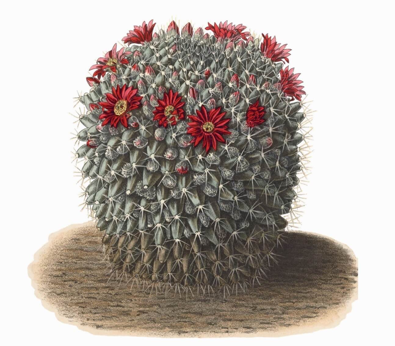 Pincushion cactus Mammillaria species aka powder puff cactus, nipple cactus