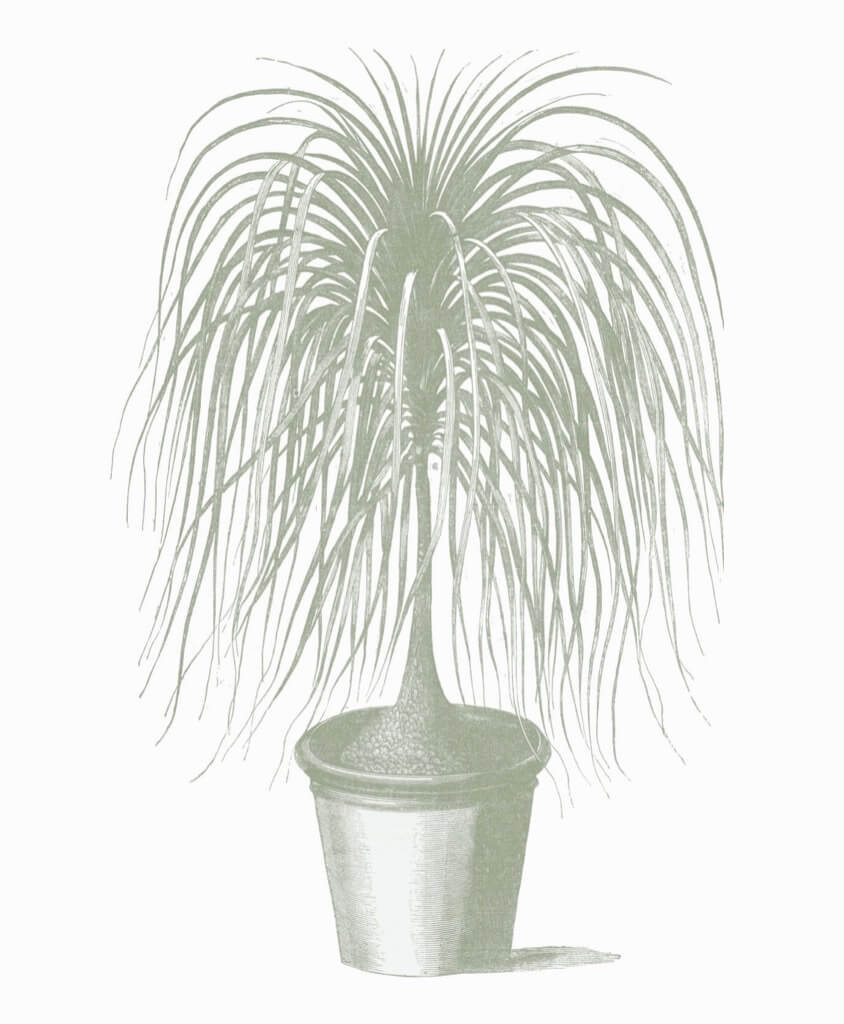 Ponytail palm Beaucarnea recurvata aka elephant’s foot