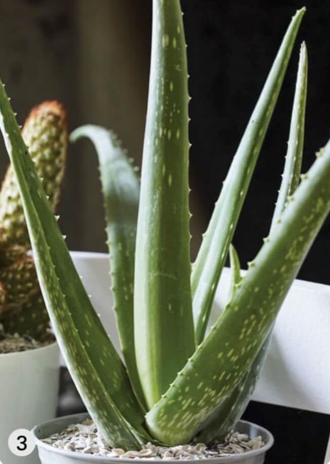 The succulent, spiky-edged leaves of Barbados aloe are easily bruised and broken, so place this plant at the top of the display ladder.