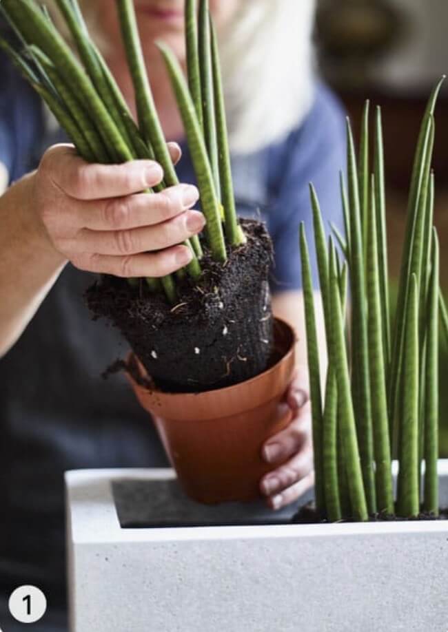 When planting into a trough, add a layer of gravel or grit to the base to help with drainage and to improve air flow. Then half fill with compost. Remove each plant (here, Sansevieria bacularis ‘Mikado’) from its pot and set so it is at the correct depth.