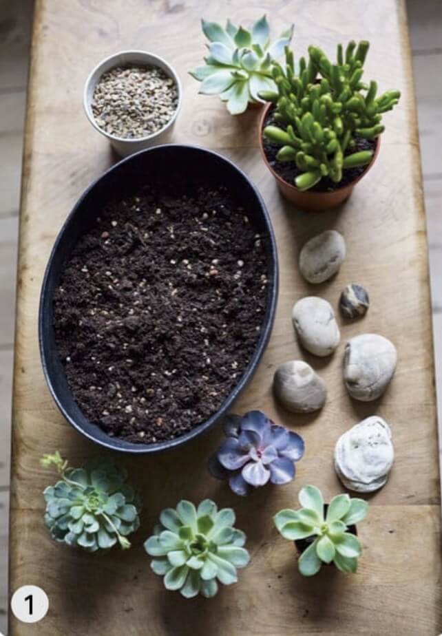Assemble your succulents (here, Crassula ovata ‘Hobbit’ and Echeveria), compost, grit, a suitable container and a decorative gravel or horticultural grit for topdressing that contrasts well with the container