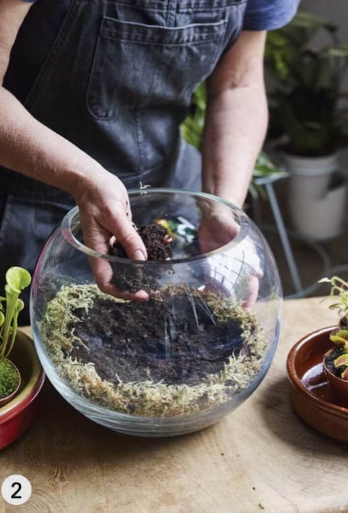 Add a generous layer of carnivorous compost.