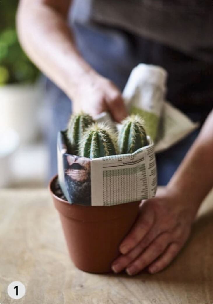 When repotting, wrap newspaper around spiky cacti (here, Pilosocereus pachycladus), to avoid getting prickled.