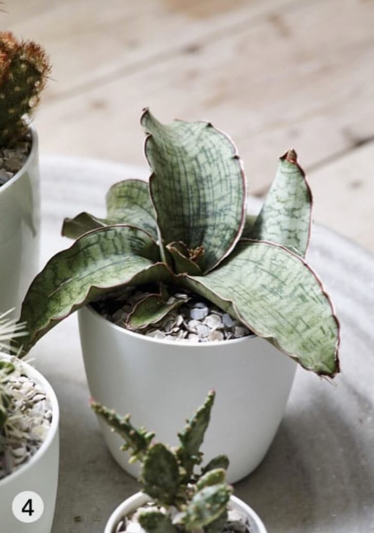 Sansevieria kirkii ‘Silver Blue’ has a low, spreading habit and is perfect for the front of a display.