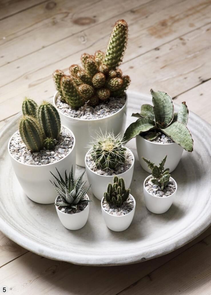 The trick to harmonizing your display is to grow the cacti in matching containers.