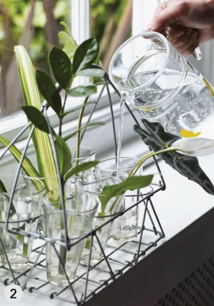 Half fill a glass or vase with water and place the leaf cutting with others in a group (here, fern arum, peace lily, spider plant and Amazonian elephant’s ear).