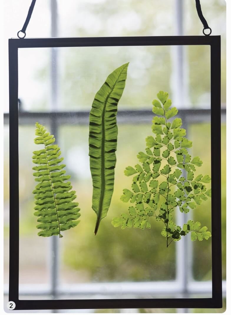 Press down firmly, then seal the frame and hang it in a window so that the leaf textures are lit up as sunlight shines through them.
