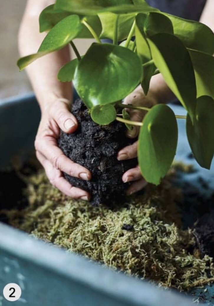 Moisten the compost mix until sticky and then compact it into a firm ball around the plant roots until it is about the same size as the plant’s original pot.