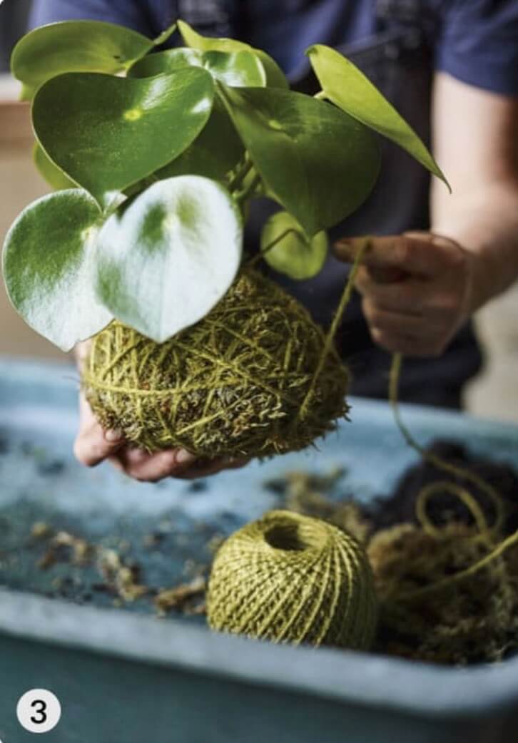 Wrap the ball with moss and then bind it together with twine or florist’s wire, winding it around and around the moss ball until it is secure.