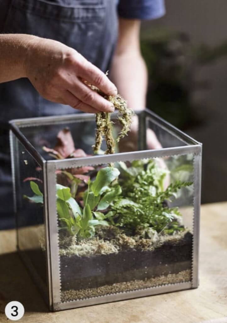 Cover the compost with a generous layer of moss or decorative pebbles. This will help to maintain humidity levels within the terrarium and set off the plants well.