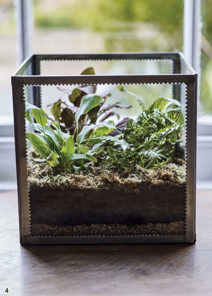Wipe the glass clean both inside and out, then place the terrarium in a bright spot, but not in direct sunlight, which will scorch the plants through the glass.