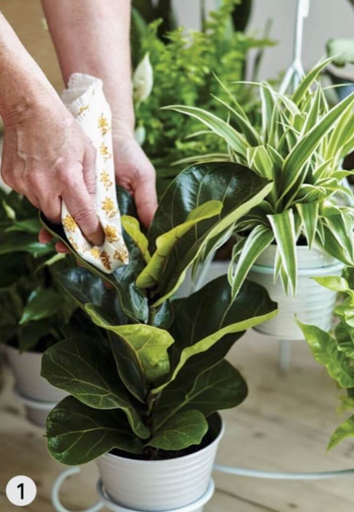 Use a soft cloth to wipe the dust from larger-leaved plants (here, fiddle-leaf fig).