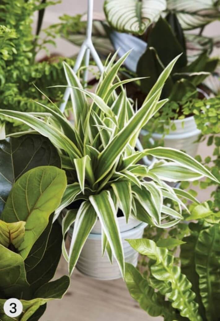 To remove ammonia, benzene, formaldehyde and xylene from the atmosphere, grow spider plants (here, Chlorophytum comosum ‘Ocean’) or larger-leaved cultivars (here, Asplenium nidus ‘Crispy Wave’).