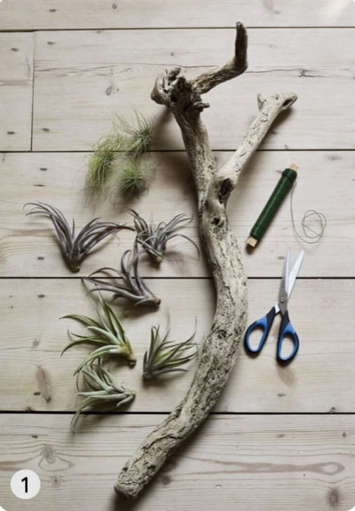 Assemble your air plants (here, Tillandsia), some well-soaked driftwood, a roll of florist’s wire and scissors.