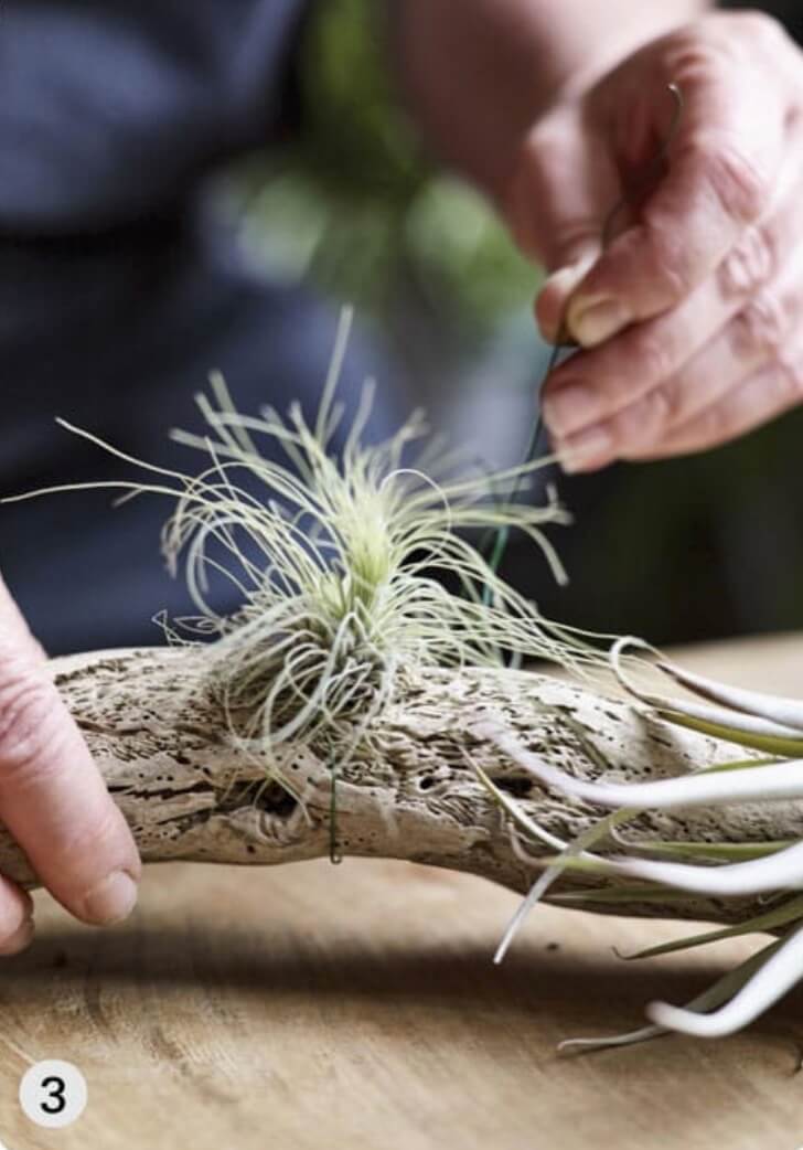 Secure plants in place by tying florist’s wire loosely around the main body of each plant.