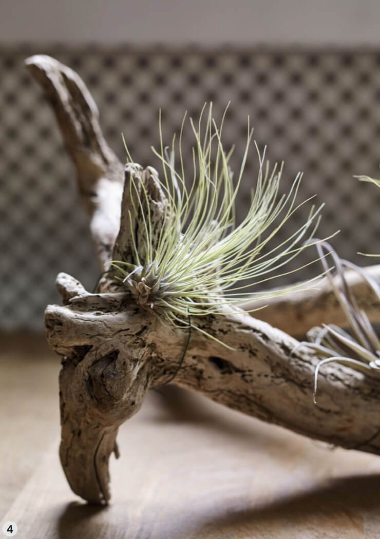 Place your air-plant branch in a humid spot out of direct sun.