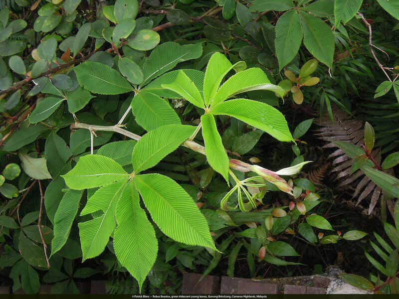 Rubus lineatus: Lá non màu xanh óng ánh. Ảnh chụp tại Gunung, Brinchang, cao nguyên Cameron, Pahang, Malaysia. (Vườn quốc gia Gunung Mulu là một vườn quốc gia nằm tại huyện Marudi, Miri, Sarawak, Malaysia. Đây là một Di sản thế giới được UNESCO công nhận bao gồm các hang động và thành tạo karst trong một khu vực núi có những cánh rừng mưa nhiệt đới.)