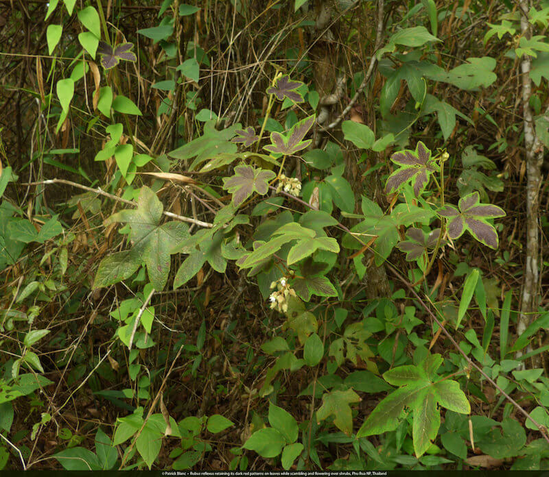Rubus reflexus: Một quần thể vẫn giữ được những mảng màu đỏ sẫm khi đang cố gắng mọc chen chúc trong thời kỳ ra hoa. Ảnh chụp tại Phu Ruea National Park, Thailand. (Vườn quốc gia Phu Ruea là một công viên quốc gia thuộc tỉnh Loei, Thái Lan. Công viên nằm ở trung tâm núi Phu Ruea, một đỉnh núi nổi tiếng, danh lam thắng cảnh ở dãy núi Phetchabun)