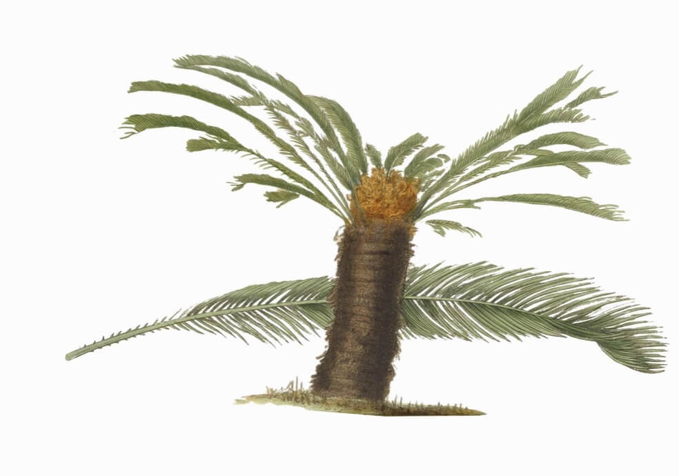 Sago palm Cycas revoluta aka cycad