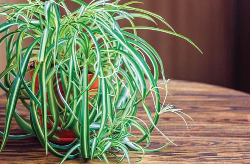 Spider plant Chlorophytum comosum ‘Variegatum'